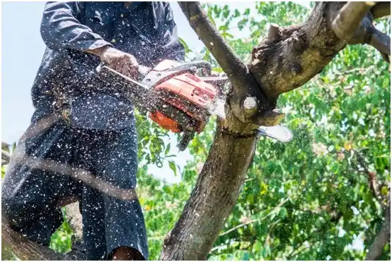 tree services Boothwyn